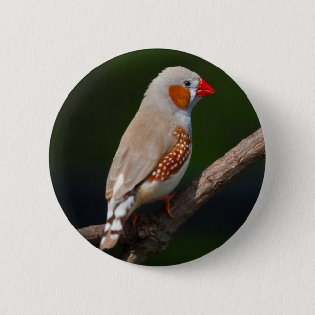 Chapa Redonda De 5 Cm Insígnia del Sr. Finch (Anverso)