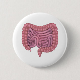 Chapa Redonda De 5 Cm Intestines Gut Sistema Digestivo Humano