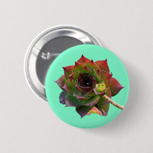 Chapa Redonda De 5 Cm Jardín Planta Succulenta Sempervivum Colorida