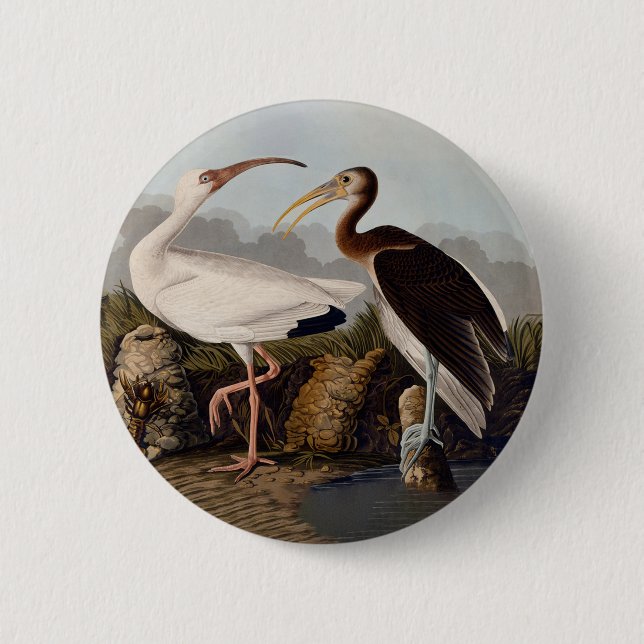 Chapa Redonda De 5 Cm John James Audubon White Ibis Bird Print Classic (Anverso)