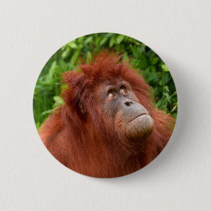 Chapa Redonda De 5 Cm La mirada reflexiva de Orangutan