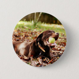 Chapa Redonda De 5 Cm Labrador de chocolate jugando con bolas