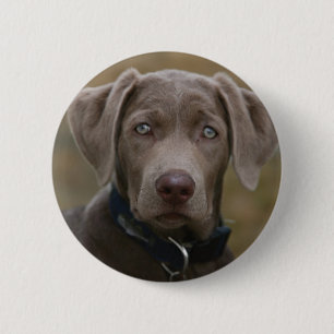 Chapa Redonda De 5 Cm Labrador retriever en plata ligera rara