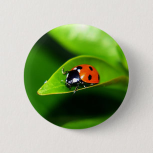 Chapa Redonda De 5 Cm Ladybug