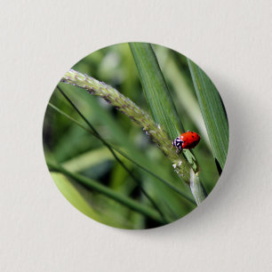 Chapa Redonda De 5 Cm Ladybug (Coccinellidae)