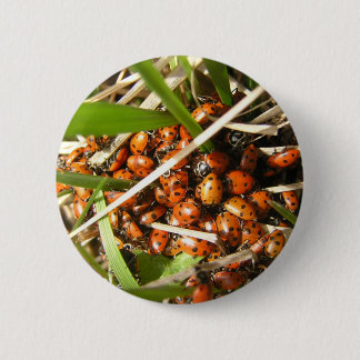 Chapa Redonda De 5 Cm Ladybugs (Coccinellidae)