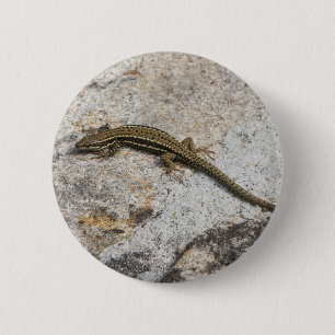 Chapa Redonda De 5 Cm Lechuga común