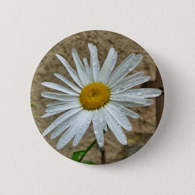 Chapa Redonda De 5 Cm Leucanthemum Bloom Badge (Anverso)