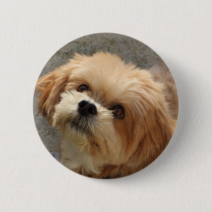 Chapa Redonda De 5 Cm Lhasa Apso dog in a garden
