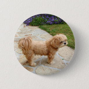 Chapa Redonda De 5 Cm Lhasa Apso dog in a garden
