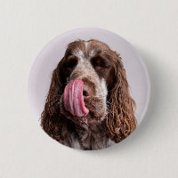 Licencia de pinzas de pinzas de Cocker Spaniel