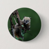 Little rascals coati - lemur