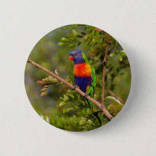 Chapa Redonda De 5 Cm Lorikeet arcoiris