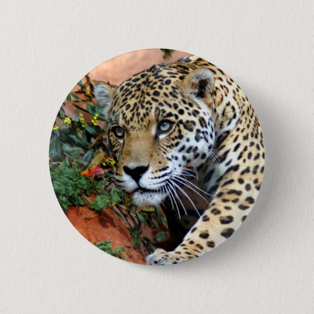 Chapa Redonda De 5 Cm Macro de Stalking Leopard (Anverso)