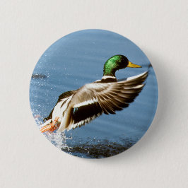 Chapa Redonda De 5 Cm Mallard Drake Toma Vuelo