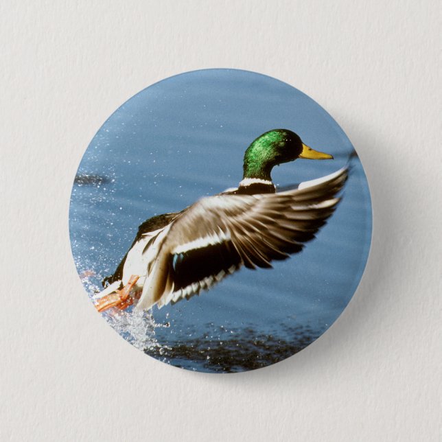 Chapa Redonda De 5 Cm Mallard Drake Toma Vuelo (Anverso)