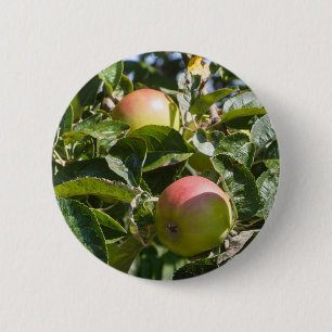 Chapa Redonda De 5 Cm Manzanas madurando sobre un manzano