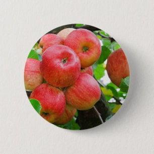 Chapa Redonda De 5 Cm Manzanas rojas en el árbol