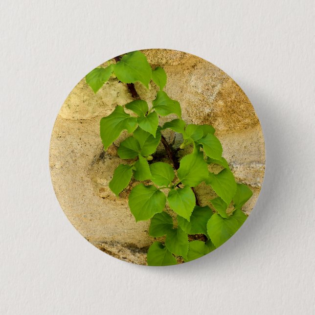 Chapa Redonda De 5 Cm Marca Hydrangea petiolaris (Anverso)