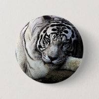Mirada fija blanca del tigre