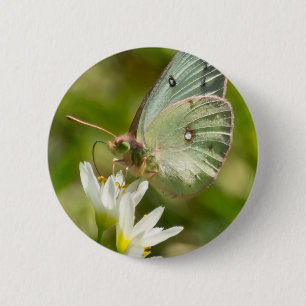 Chapa Redonda De 5 Cm Moth verde sobre ropa y regalos falsos de ajo