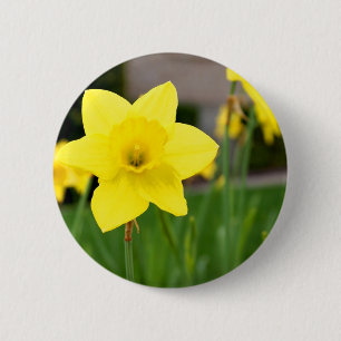 Chapa Redonda De 5 Cm Narciso amarillo de la Placer-Primavera