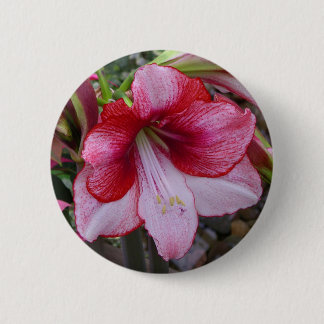 Chapa Redonda De 5 Cm Navidades Amaryllis Flamorosa Festividad Roja