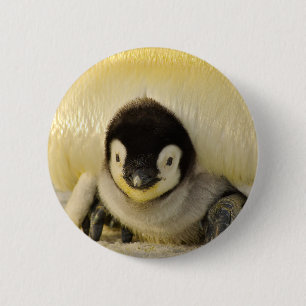 Chapa Redonda De 5 Cm Niño pingüino