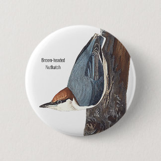 Chapa Redonda De 5 Cm Nuthatch marrón, Audubon, Birders Bird Wear,