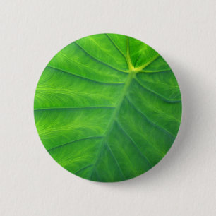 Chapa Redonda De 5 Cm Oídos elefantes - Colocasia
