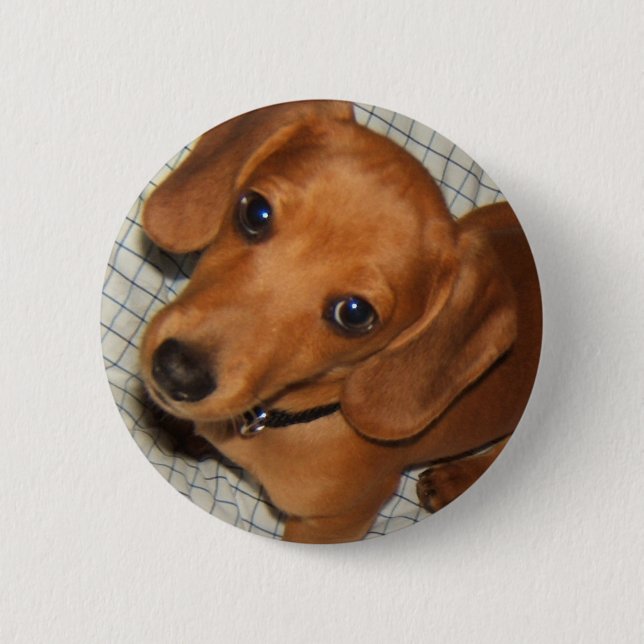Chapa Redonda De 5 Cm Ojos del perrito del mascota del Dachshund (Anverso)