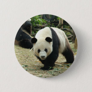 Chapa Redonda De 5 Cm Oso panda gigante en una fotografía de zoológico d