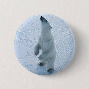 Chapa Redonda De 5 Cm Oso polar derecho