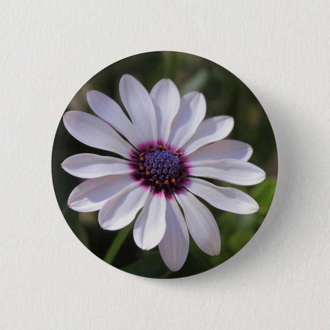 Chapa Redonda De 5 Cm Osteospermum African Daisy (Anverso)