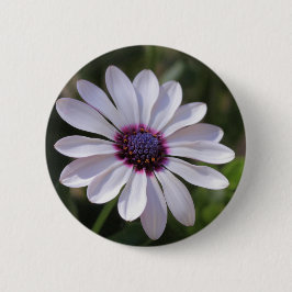 Chapa Redonda De 5 Cm Osteospermum African Daisy