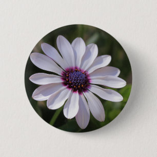 Chapa Redonda De 5 Cm Osteospermum African Daisy
