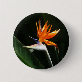 Chapa Redonda De 5 Cm Pájaro del Naranja del paraíso Flor tropical