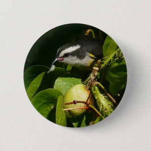 Chapa Redonda De 5 Cm Pájaro Mielero Comiendo Fotografía Tropical