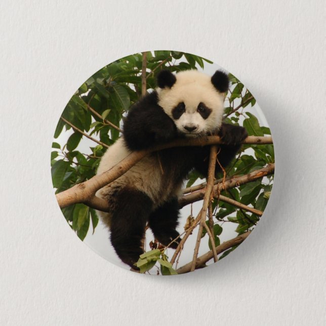 Chapa Redonda De 5 Cm Panda gigante joven (Anverso)