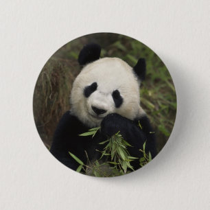 Chapa Redonda De 5 Cm Panda gigante linda