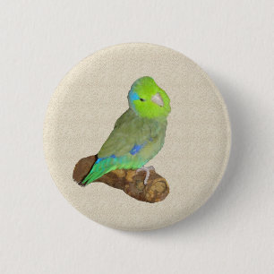 Chapa Redonda De 5 Cm Parrotlet masculino verde