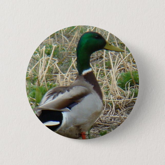 Chapa Redonda De 5 Cm Pato macho Mallard B12 (Anverso)