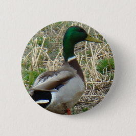 Chapa Redonda De 5 Cm Pato macho Mallard B12