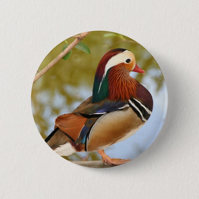 Chapa Redonda De 5 Cm Pato Mandarin (Anverso)