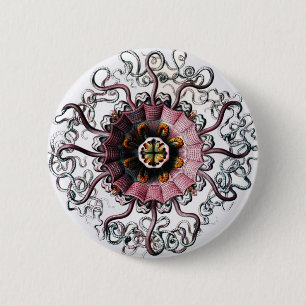 Chapa Redonda De 5 Cm Peromedusae de Ernst Haeckel