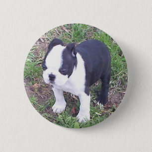 Chapa Redonda De 5 Cm Perrito de Boston Terrier
