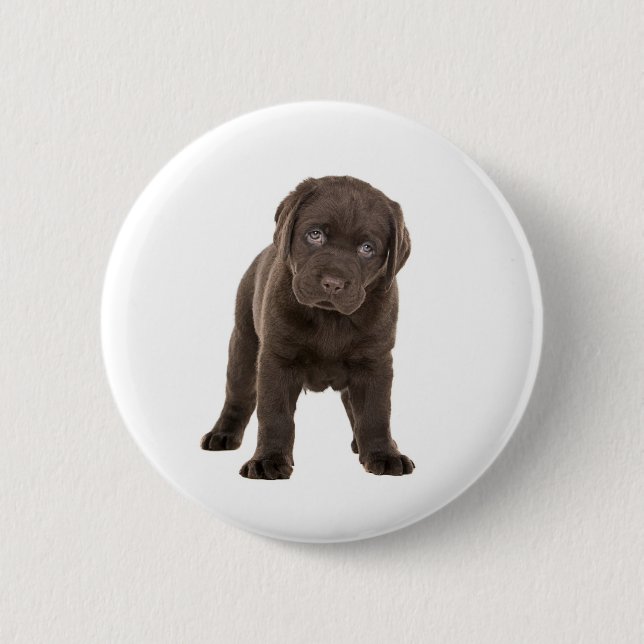 Chapa Redonda De 5 Cm Perrito macizo de Labrador del chocolate (Anverso)