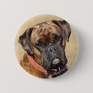 Chapa Redonda De 5 Cm Perro Brindle del boxeador