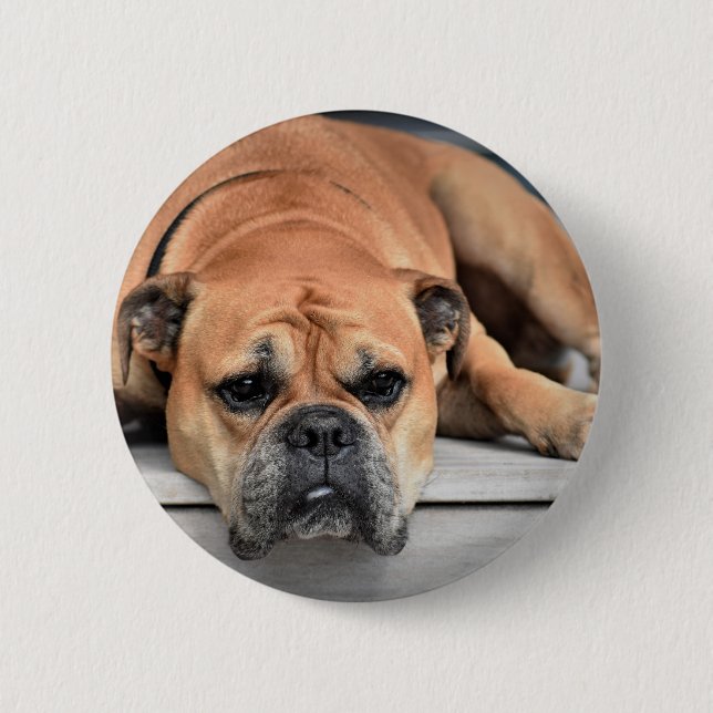 Chapa Redonda De 5 Cm Personalizable de Bulldog continental (Anverso)