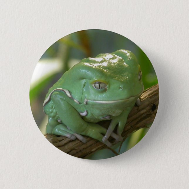 Chapa Redonda De 5 Cm Phyllomedusa sauvagi (Anverso)